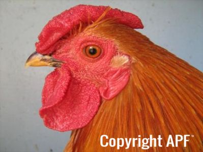 bantam_wyandotte_-_buff_columbian_cock_-_head.jpg