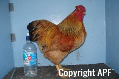 bantam_wyandotte_-_buff_columbian_cock_-_right.jpg