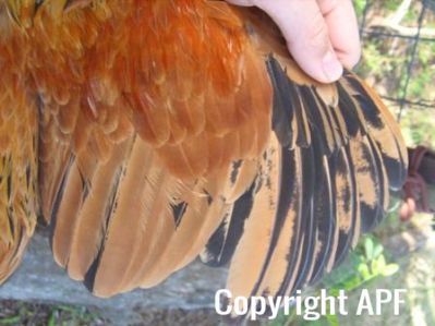 bantam_wyandotte_-_buff_columbian_cock_-_wing.jpg