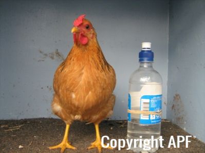 bantam_wyandotte_-_buff_columbian_pullet_-_front.jpg