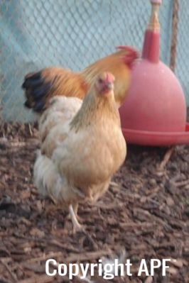 bantam_wyandotte_-_buff_columbian_pullet_-_front2.jpg