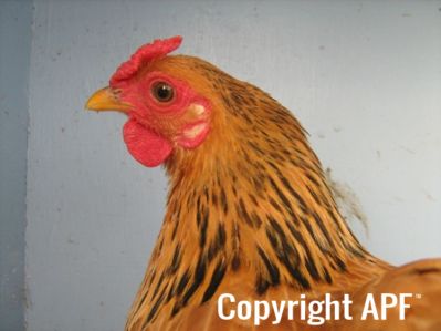 bantam_wyandotte_-_buff_columbian_pullet_-_head.jpg