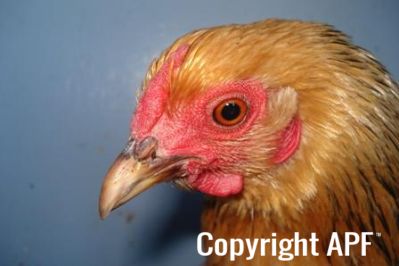bantam_wyandotte_-_buff_columbian_pullet_-_head2.jpg