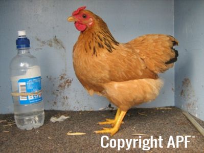 bantam_wyandotte_-_buff_columbian_pullet_-_left.jpg