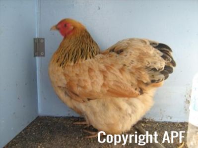 bantam_wyandotte_-_buff_columbian_pullet_-_left2.jpg