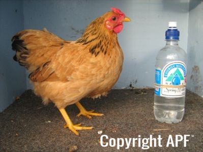 bantam_wyandotte_-_buff_columbian_pullet_-_right.jpg