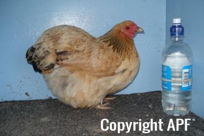 bantam_wyandotte_-_buff_columbian_pullet_-_right2.jpg