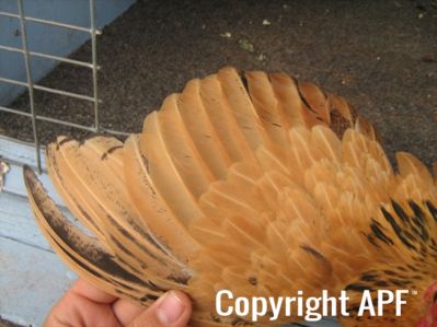 bantam_wyandotte_-_buff_columbian_pullet_-_wing.jpg