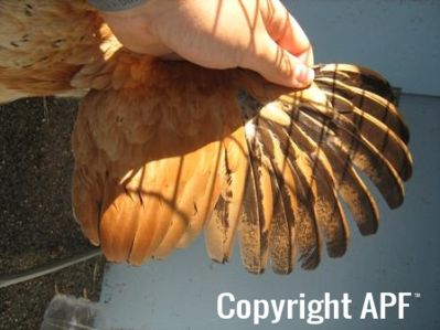 bantam_wyandotte_-_buff_columbian_pullet_-_wing2.jpg