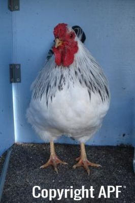 bantam_wyandotte_-_columbian_cockerel_-_front.jpg
