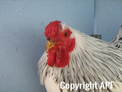bantam_wyandotte_-_columbian_cockerel_-_head.jpg