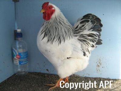 bantam_wyandotte_-_columbian_cockerel_-_left.jpg