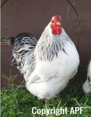 bantam_wyandotte_-_columbian_cockerel_-_right.jpg