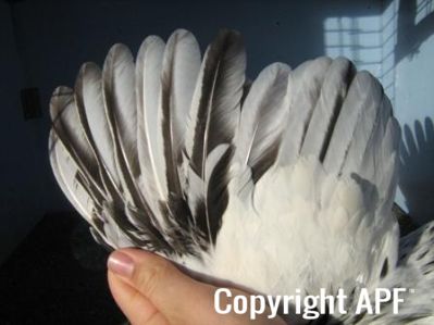 bantam_wyandotte_-_columbian_cockerel_-_wing.jpg