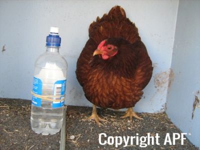bantam_wyandotte_-_red_pullet_-_front.jpg