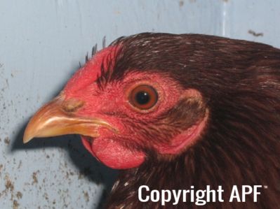 bantam_wyandotte_-_red_pullet_-_head.jpg
