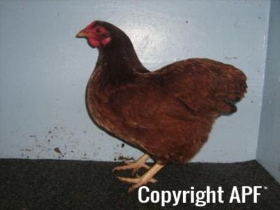 bantam_wyandotte_-_red_pullet_-_left.jpg