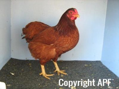 bantam_wyandotte_-_red_pullet_-_right.jpg