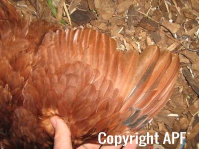bantam_wyandotte_-_red_pullet_-_wing.jpg