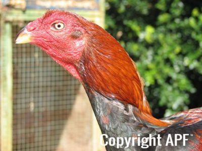 black_red_cock_head.jpg