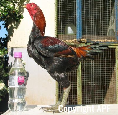 black_red_cock_leftside.jpg
