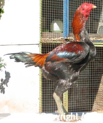 black_red_cock_rightside.jpg