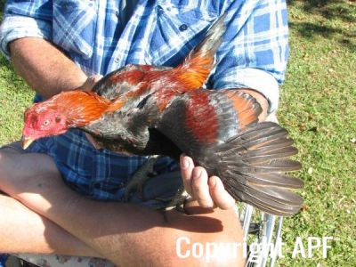 black_red_cock_wing.jpg