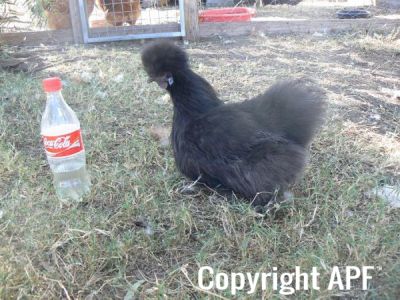 black_silkie.jpg