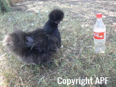 black_silkie2.jpg