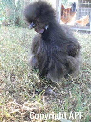black_silkie3.jpg