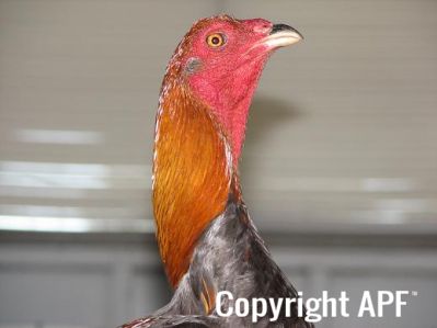 blue_red_cock_head.jpg