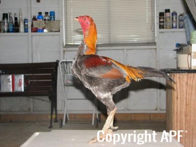 blue_red_cock_leftside.jpg