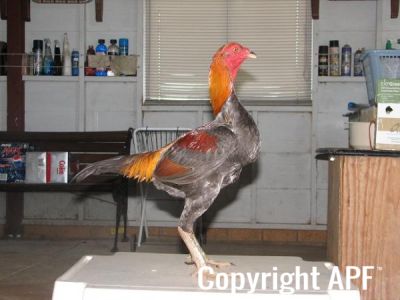 blue_red_cock_rightside.jpg