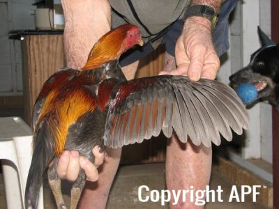 blue_red_cock_wing.jpg