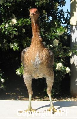 blue_red_hen_front.jpg
