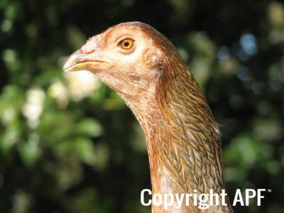blue_red_hen_head.jpg
