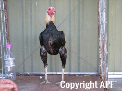 golden_duckwing_aussie_ckl_btm_front.jpg