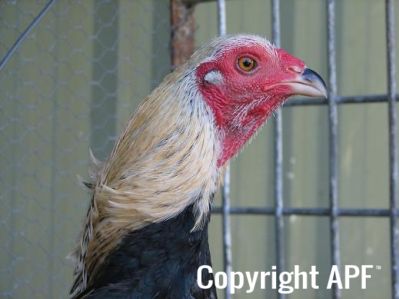 golden_duckwing_aussie_ckl_btm_head.jpg