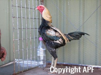 golden_duckwing_aussie_ckl_btm_leftside.jpg