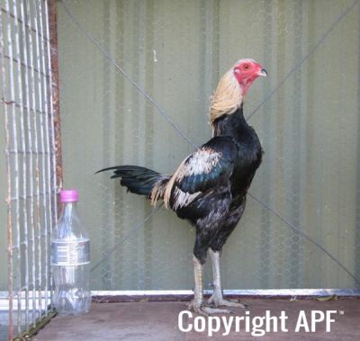golden_duckwing_aussie_ckl_btm_rightside.jpg