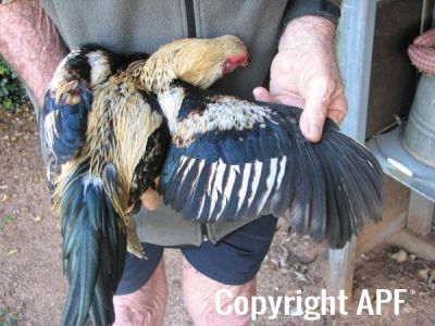 golden_duckwing_aussie_ckl_btm_wing.jpg