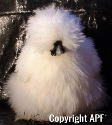hen_front.jpg