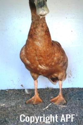 khaki_campbell_-_old_drake_-_front_-_the_spotted_egg__2_.jpg