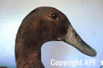 khaki_campbell_-_old_drake_-_head_-_the_spotted_egg__2_.jpg