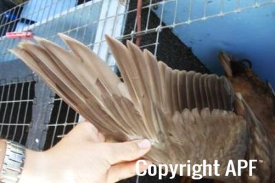 khaki_campbell_-_old_drake_-_wing_-_the_spotted_egg__2_.jpg