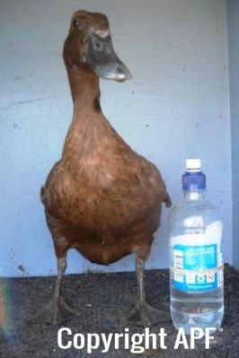 khaki_campbell_-_old_duck_-_front_-_the_spotted_egg.jpg