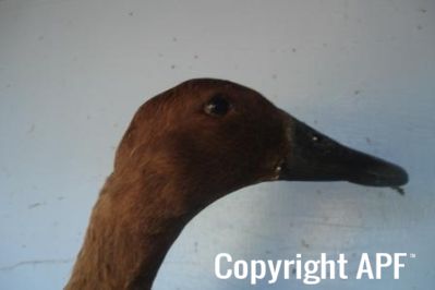 khaki_campbell_-_old_duck_-_head_-_the_spotted_egg__2_.jpg
