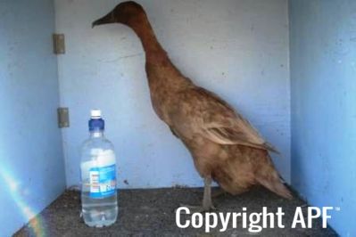 khaki_campbell_-_old_duck_-_left_-_the_spotted_egg__2_.jpg