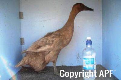 khaki_campbell_-_old_duck_-_right_-_the_spotted_egg__2_.jpg
