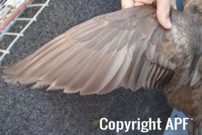 khaki_campbell_-_old_duck_-_wing_-_the_spotted_egg__2_.jpg